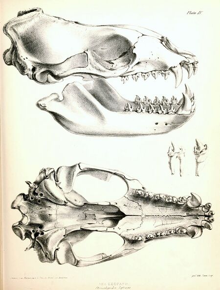 1280px-Leopard Seal skull 1844.jpg