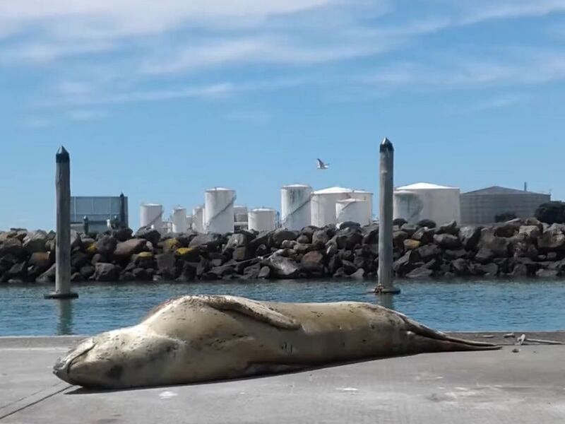 File:Owha the Leopard Seal (cropped).jpg