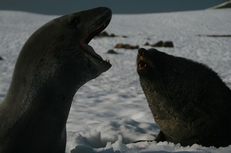 File:Fish8874 (28002875125).jpg