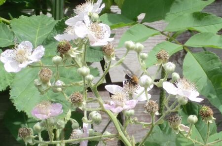 Bee pollinating Blackberry.jpg