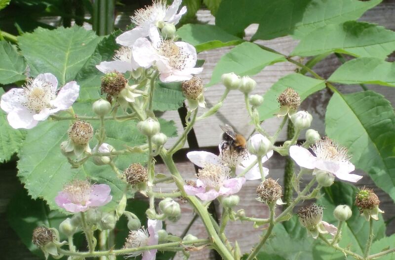 File:Bee pollinating Blackberry.jpg