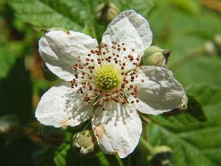 Rubus fruticosus Luc Viatour.jpg