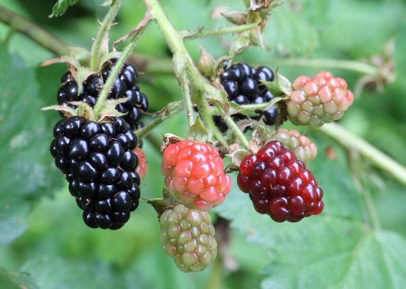 File:2560px-Ripe, ripening, and green blackberries.jpg
