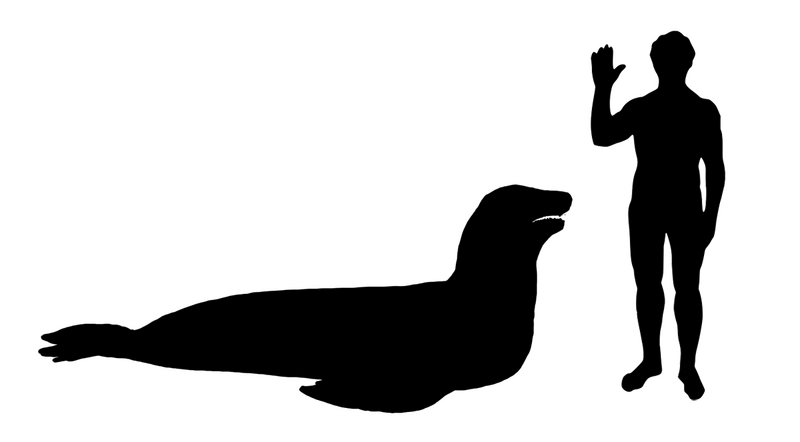 File:Hydrurga leptonyx.png