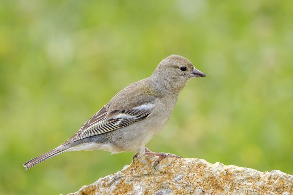 style=max-width:40%; margin-right:10px;