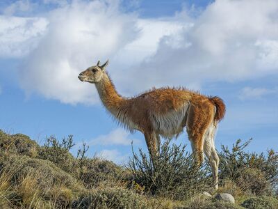 style=max-width:40%; margin-right:10px;