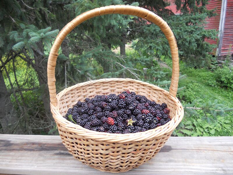 File:Basket of wild blackberries.jpg