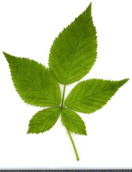 2020 year. Herbarium. Blackberries. img-011.jpg